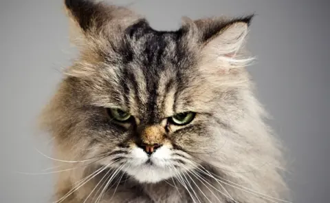 SensorSpot An angry cat