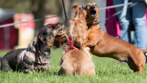 Getty Images Dogs