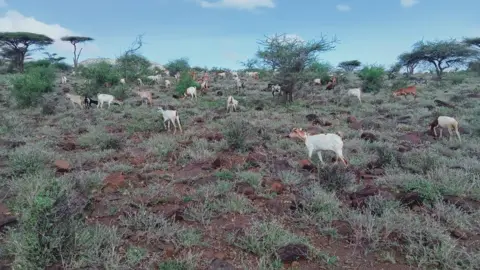 Jeremiah Lekoli Goats graze in Marsabit county where there have been nice vegetation expansion due to good rains