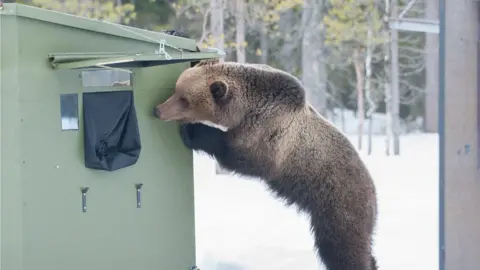 Sarah Kelman A bear trying to get into Jenny's hide in Finland