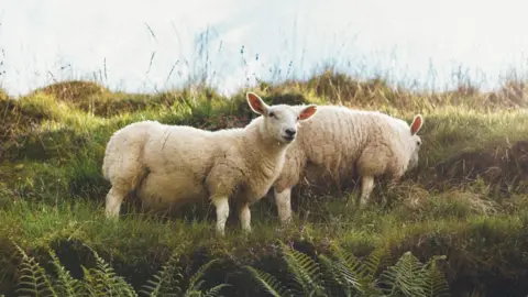 Getty Images Sheep