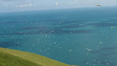 Rowan Aitchison/NTS Birds at St Kilda