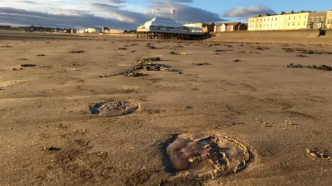 Dried-up jelly fish on the sand of Burnham Beach in Somerset