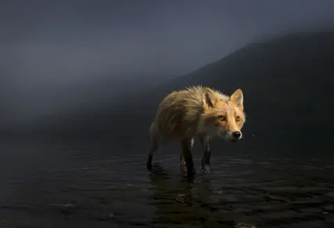 Jonny Armstrong/WPY Fox