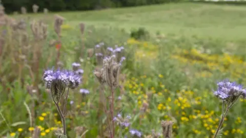 Phil Morley/National Trust/PA  Field margin flowers