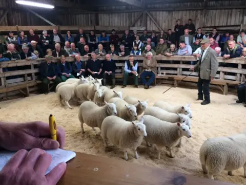 BBC Naidheachdan Lairg sheep sales