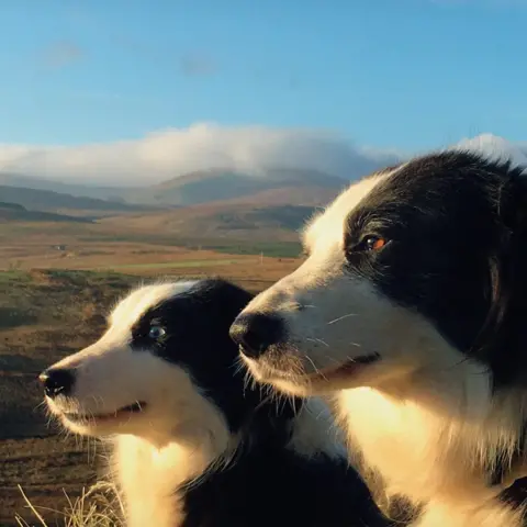 James Rebanks Sheepdogs