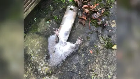 RSPCA RSPCA image of squirrel stuck in bird feeder