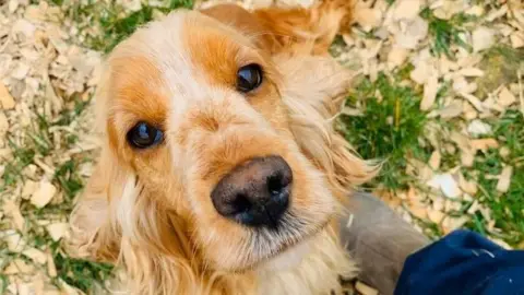 JustDogz Cocker spaniel