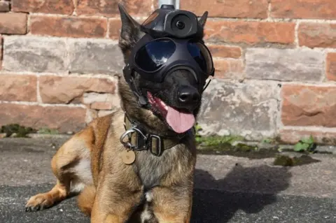 Heliguy Dog lies down looking relaxed with helmet on