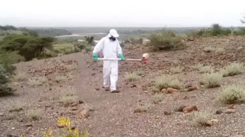 FAO Man spraying area with locusts