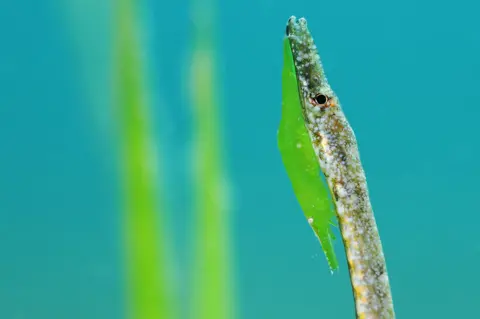 Javier Murcia/UPY2022 A seagrass shrimp and a seagrass pipefish