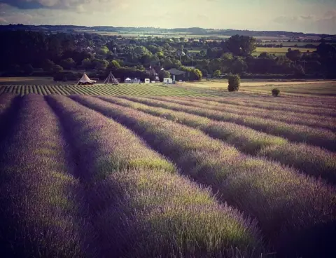 Tim Hunter Hitchin Lavender