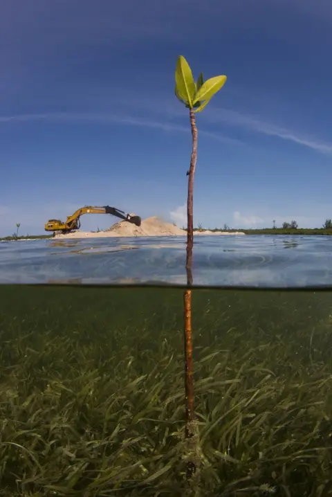 Matthew D Potenski A shot of a mangrove sapling growing out of the water with a bulldozer on land in the background