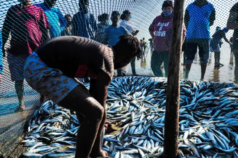 Getty Images A fisherman with loads of sardines under a net in Durban, South Africa - Saturday 26 June 2021