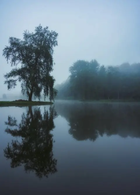 Dave Shaw A tree with reflection on the water in Stourhead