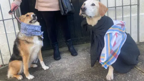 Sean Walker/ Gellionnen Chapel Mary and Joseph were played by dogs Finley and Fearne