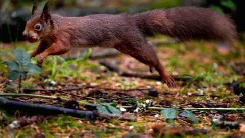 Getty Images A red squirrel with a nut in its mouth