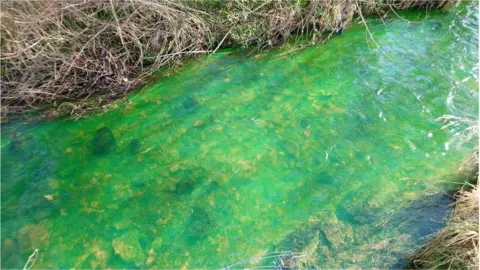 Antonia Hynd Braid Burn