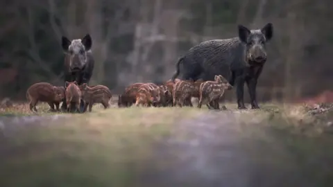 Getty Images Two adult wild boar with a group of piglets