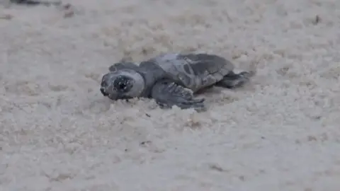 Turtle on beach in Mississippi