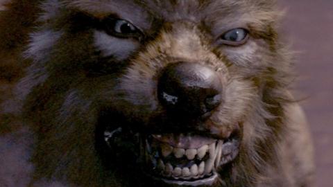 'Werewolf found in Nigeria': 'Mysterious Beast' enta Nigeria kill four ...