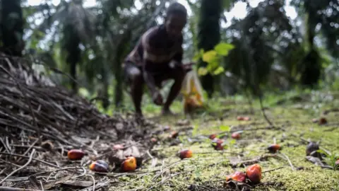 Nopri Ismi The Orangi collect fruitlets from the ground to sell to palm oil mills