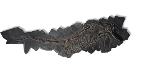 Christie's auction house  The largest ichthyosaur ever sold at auction