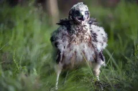 Natural England Hen harrier