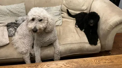 Glen Oglaza Cookie and Shadow