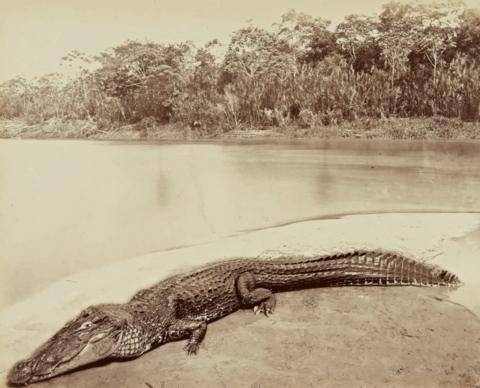 Vintage photos offer glimpse of Upper Amazon 150 years ago - BBC News