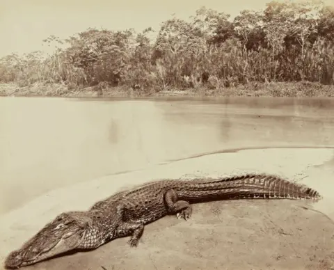 Albert Frisch / Sothebys A Caiman