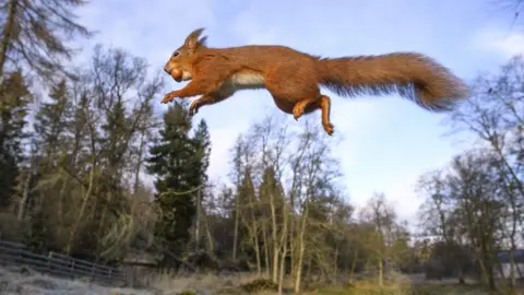 Getty Images Red squirrel