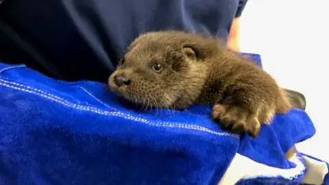 RSPCA Windy the otter