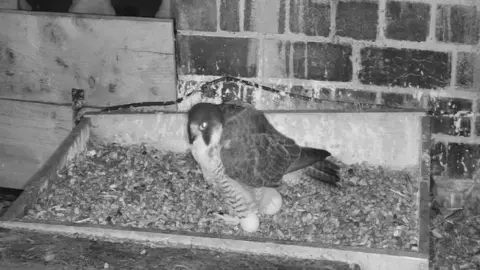 Warwickshire Wildlife Trust The female bird after laying second egg