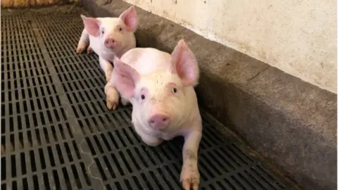 Piglet in the heated barn