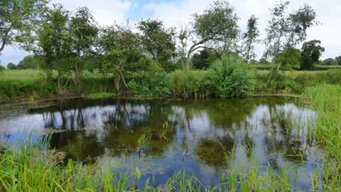 Carl Sayer Restored farmland pond, Norfolk.