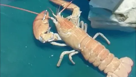 Sea Life Blackpool Orange lobster