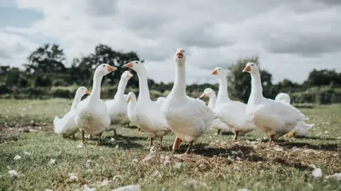 Getty Images Geese