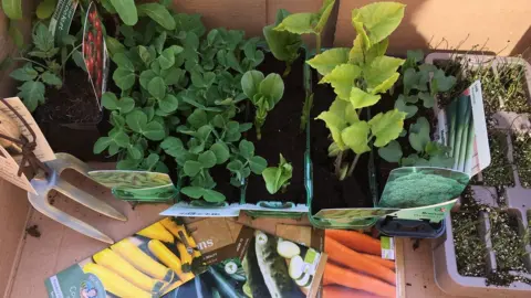 Vegetable plants and seed packets