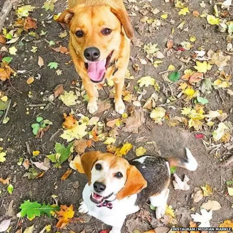 Instagram/Meghan Markle Meghan Markle's dogs