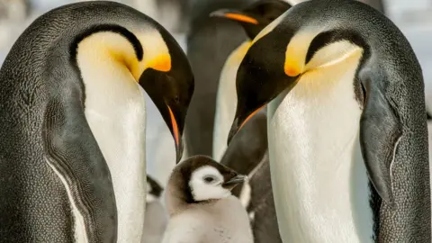 Getty Images Penguins and chicks