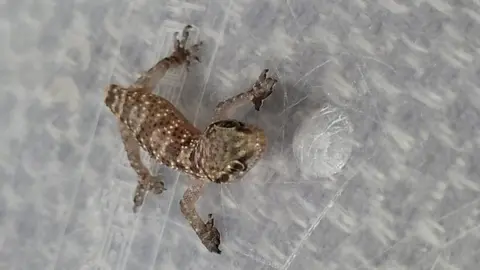 RSPCA gecko