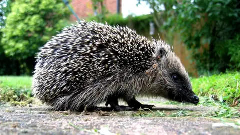 Getty Images Hedgehog