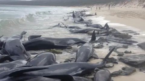 WESTERN AUSTRALIA GOVERNMENT Dozens of whales are seen beached in Hamelin Bay, Western Australia