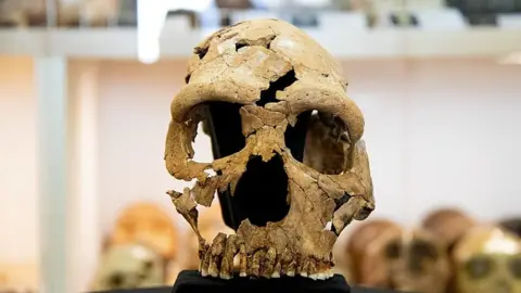 Shanidar Z skull
