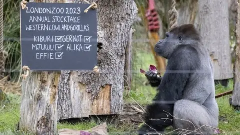 EPA A Western lowland gorilla named Kiburi eats in front of a chalk board during the annual stocktake