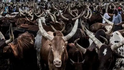 AFP Herd of cattle