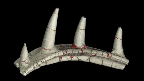 Ankylosaur bone