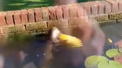 An otter eating a fish